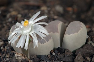 Lithops 4