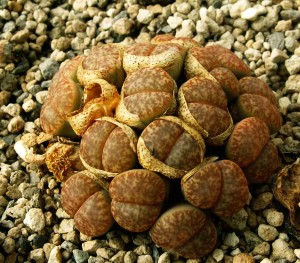 Lithops 7