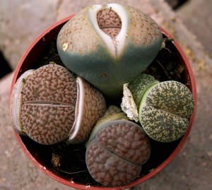 Lithops 8