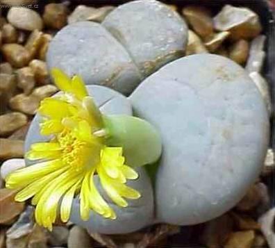 Lithops 11